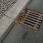 drain with leaves